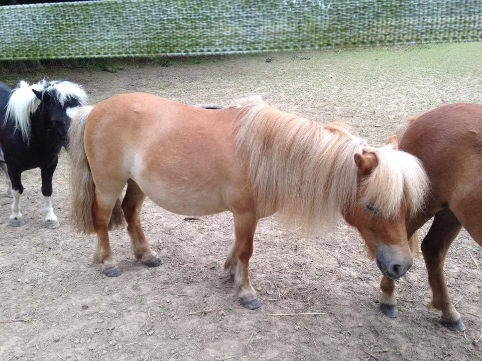 Ineke